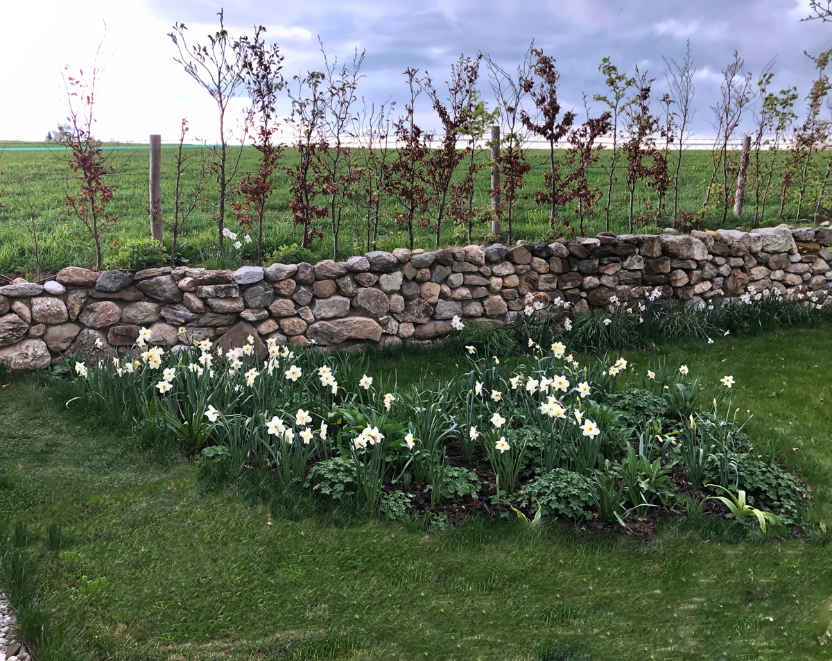 Natursteinmauer und Frühlingspflanzung am offenen Feldrand