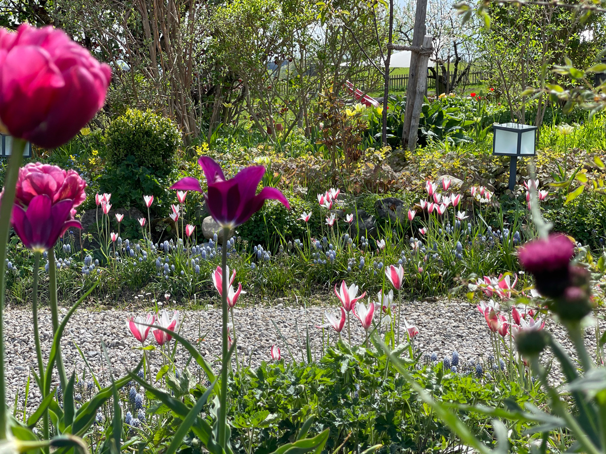 Frühjahrsblüte im Künstlergarten