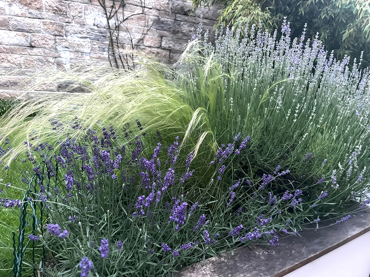 Lavendel und Stipa in bewegter Pflanzung