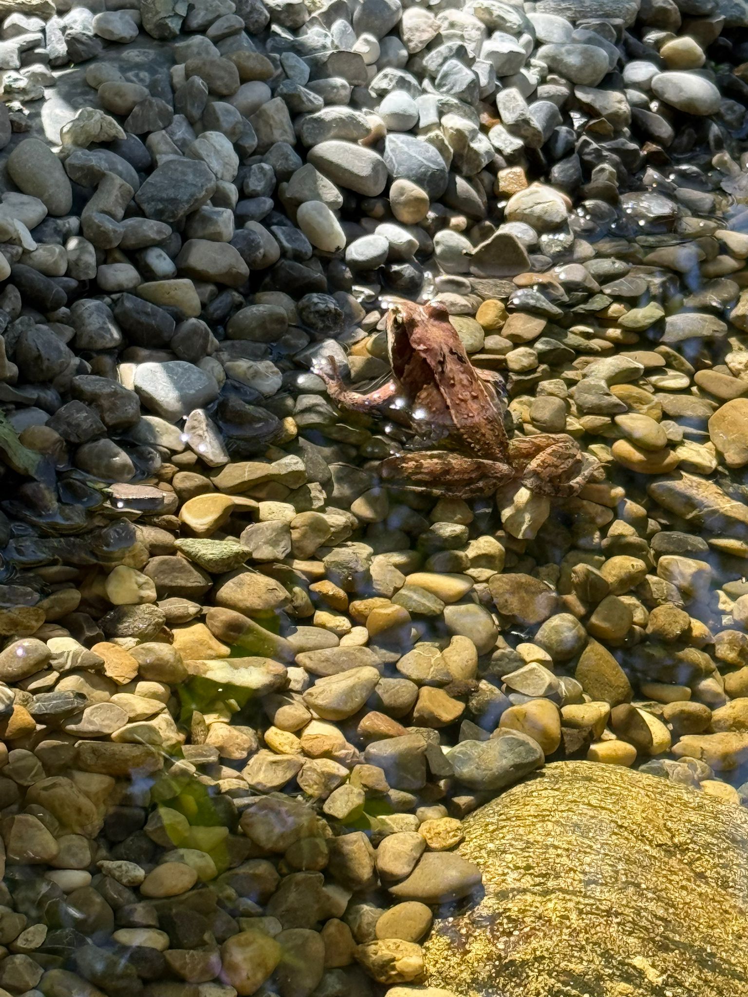 Frosch im flachen Wasser des Gartenteichs