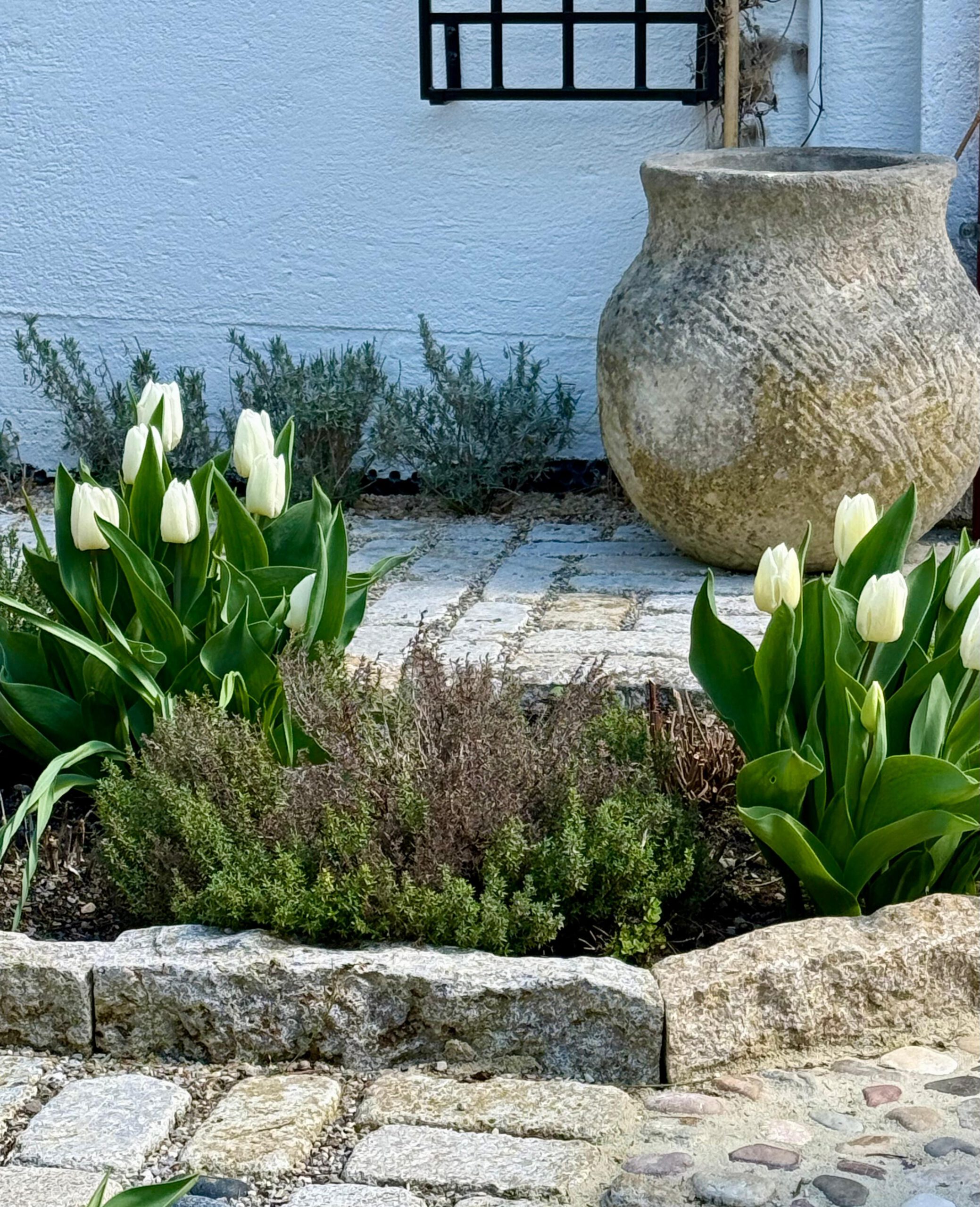 Weiße Tulpen und historisches Steingefäß im Kräutergarten