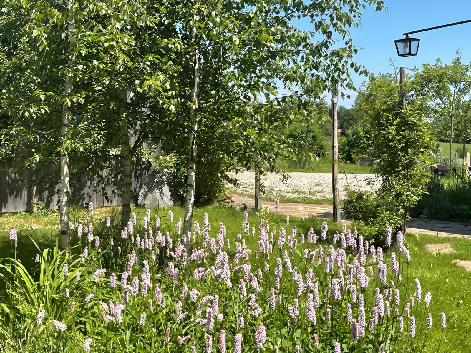 Birken und Staudenpflanzung im wechselnden Licht des Künstlergartens