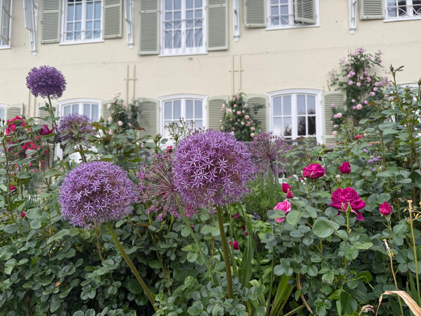 Allium und Rosen vor dem Haus im Starnberger Garten