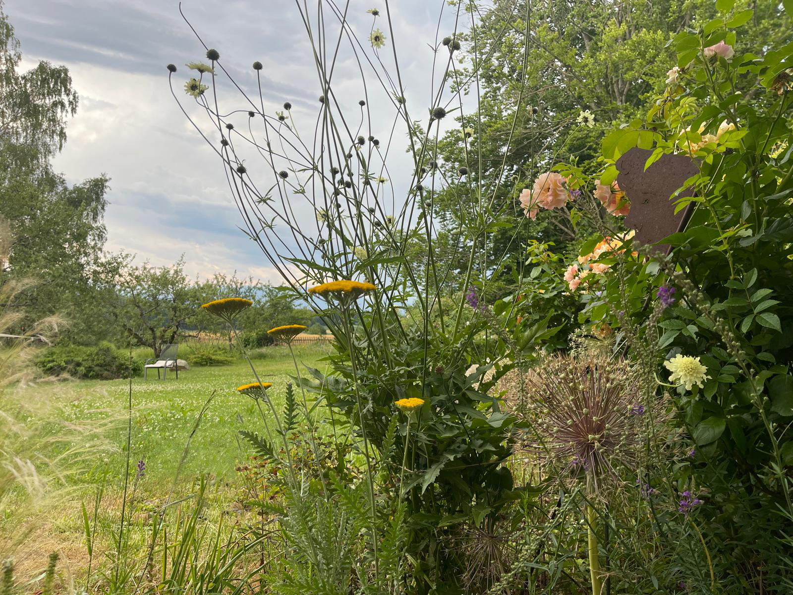 Sommerliche Border im Übergang zur offenen Landschaft