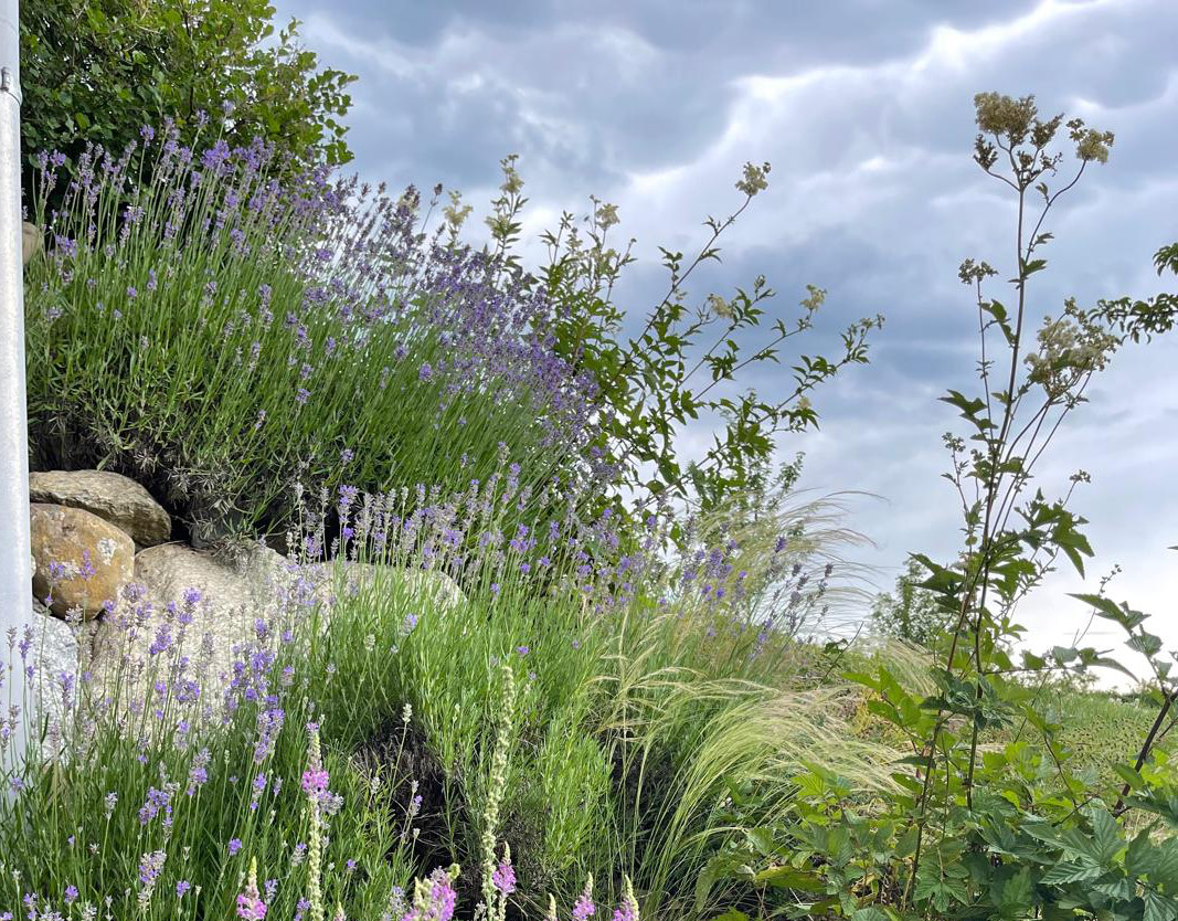 Lavendel, Gräser und Stauden unter einem bewegten Himmel