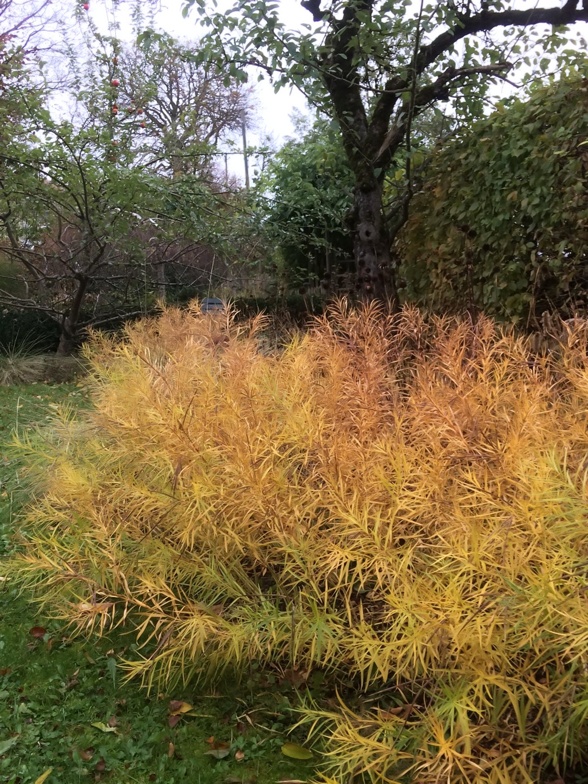Goldene Amsonia im herbstlichen Landgarten