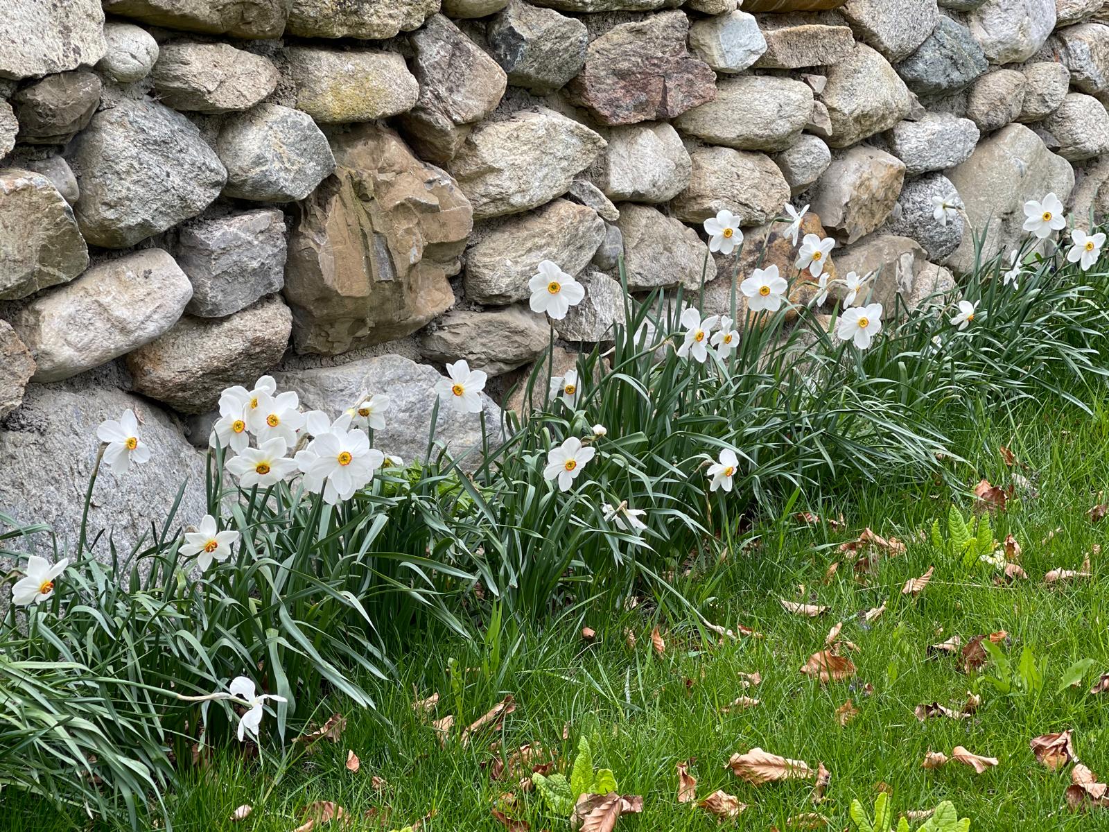 Weiße Narzissen entlang einer handgesetzten Natursteinmauer im Künstlergarten