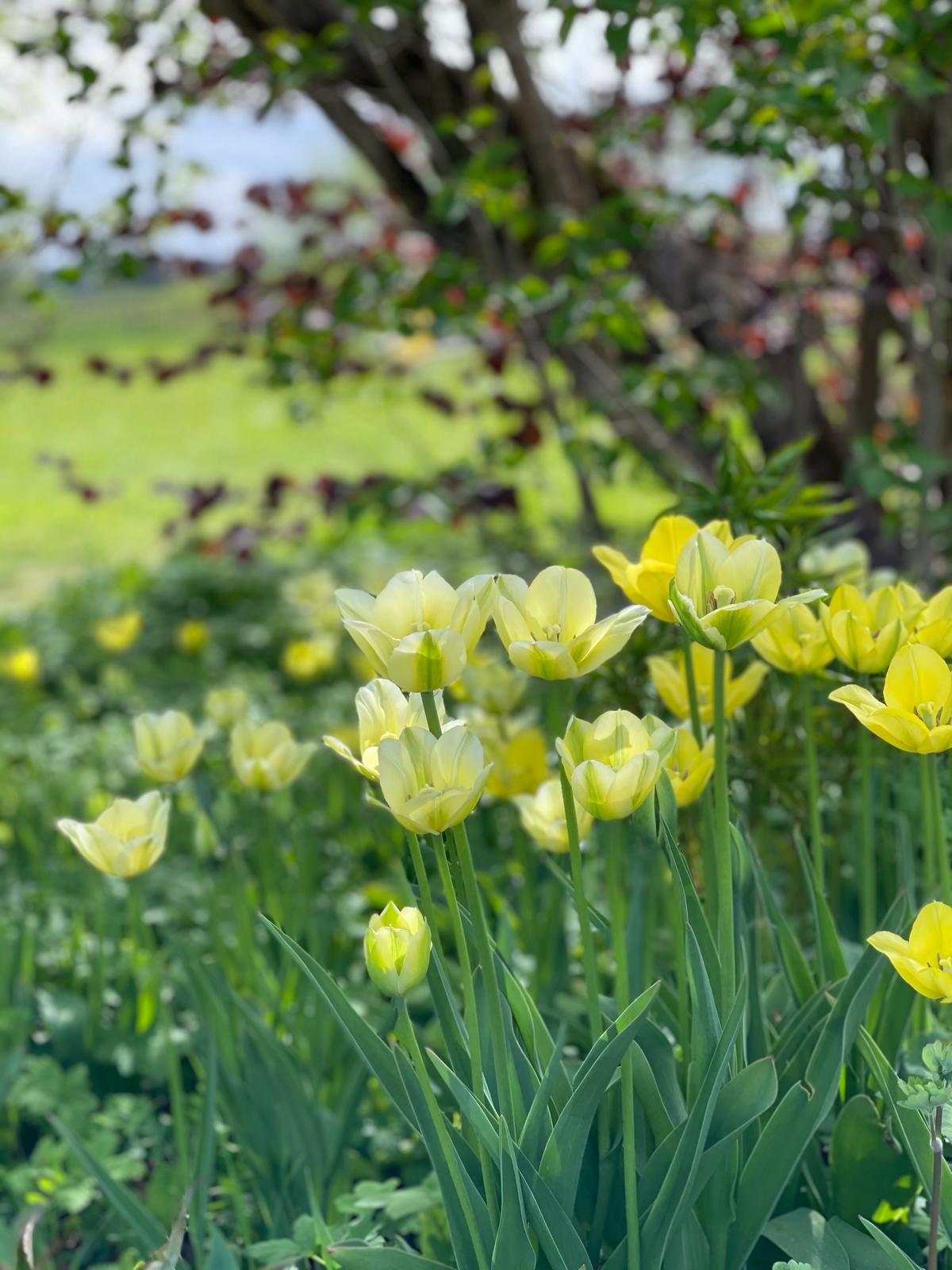 Helle Frühjahrsgeophyten unter einem Gehölz im Künstlergarten