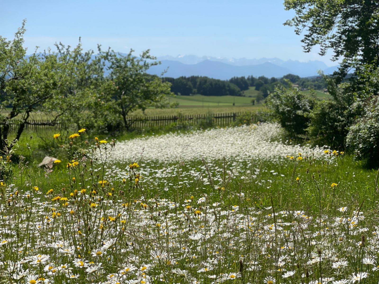 Margeritenwiese mit weitem Blick auf die Alpen