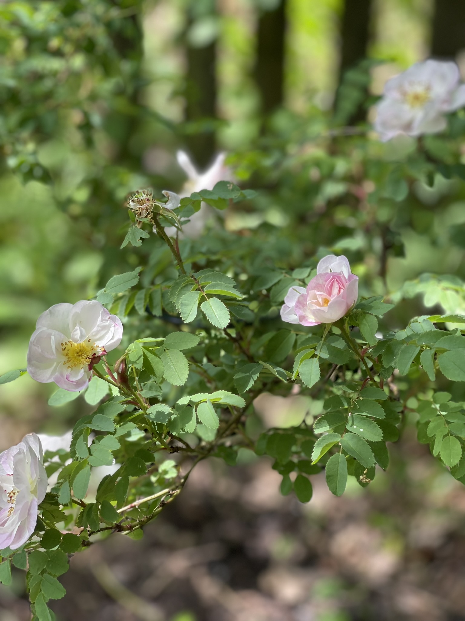 Zarte Rosenblüten am Gehölzrand im Starnberger Garten