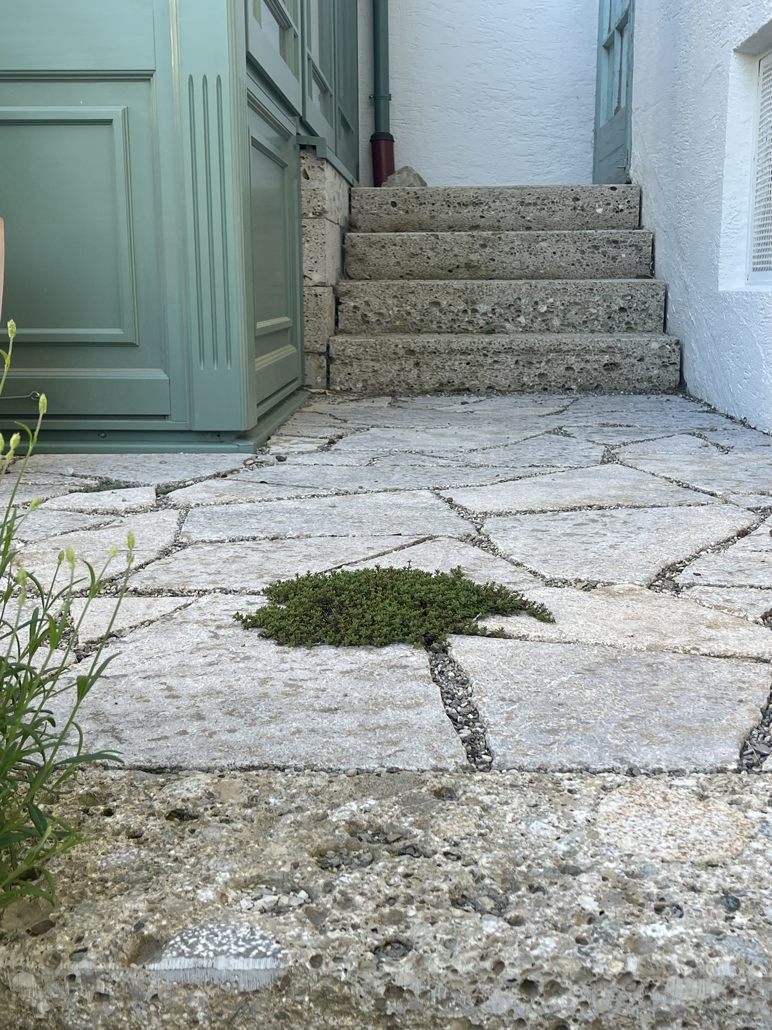 Pflanzung im Natursteinplattenweg an der Orangerie
