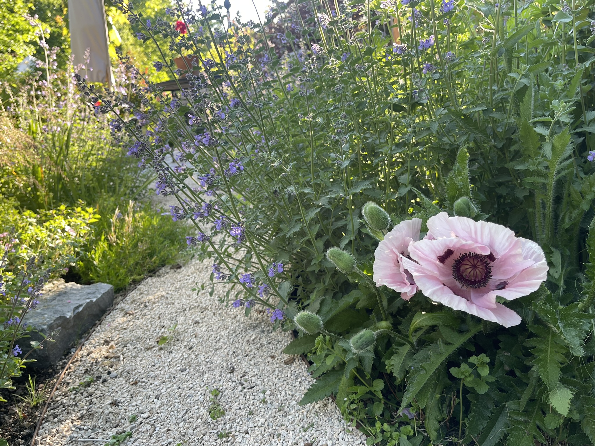 Rosa Mohn am Kiesweg im Garten Windach