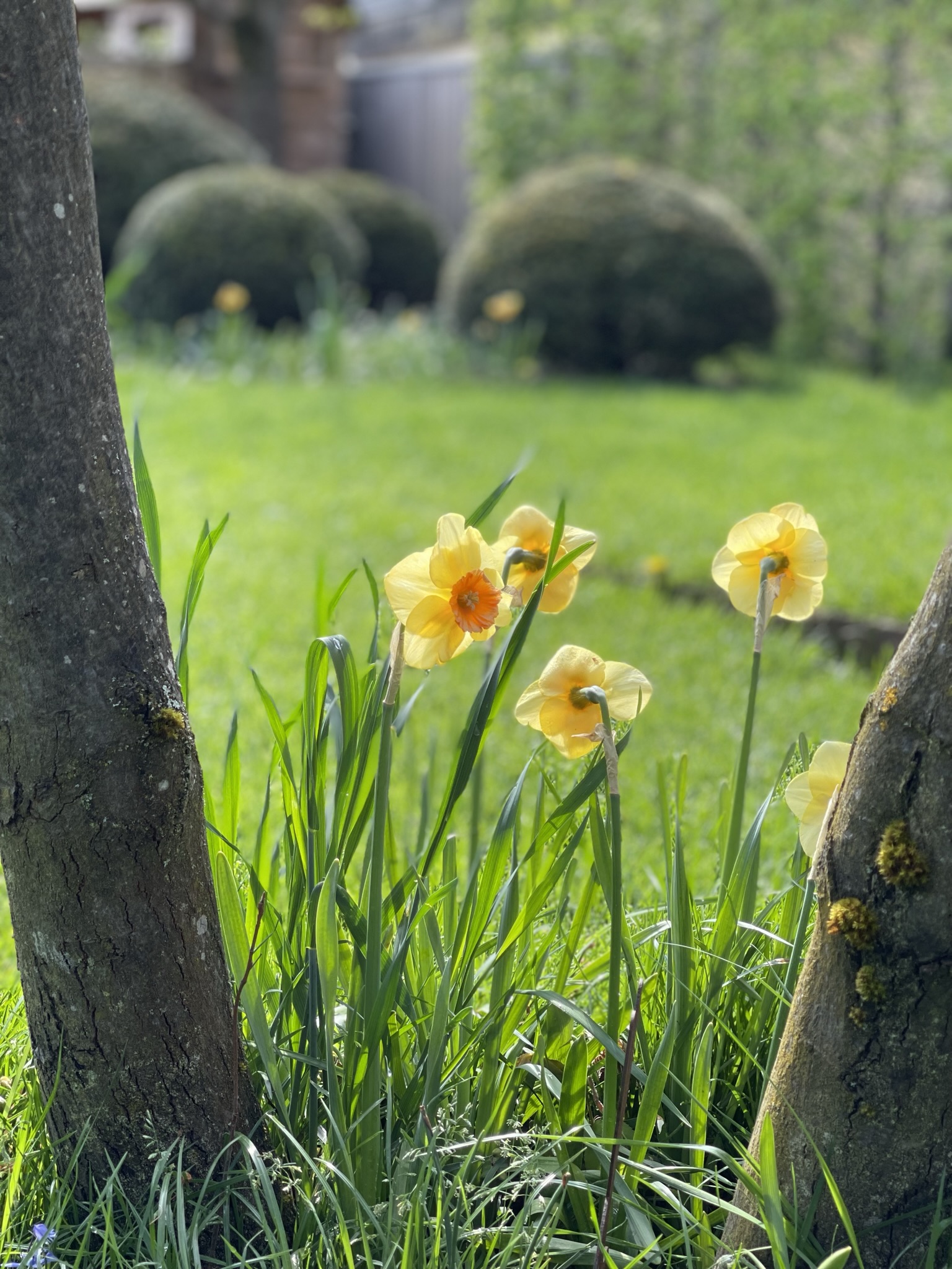 Narzissen zwischen Baumstämmen am Rand der Gartenwiese