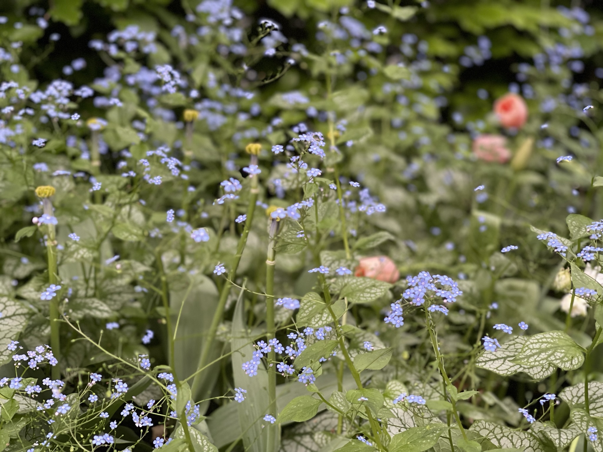 Feine blaue Blüten zwischen dauerhaftem Blattschmuck