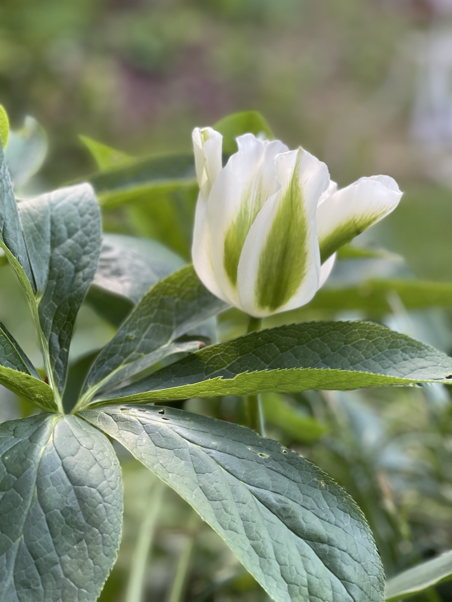 Weiß-grüne Tulpe zwischen dauerhaftem Blattschmuck im Starnberger Garten
