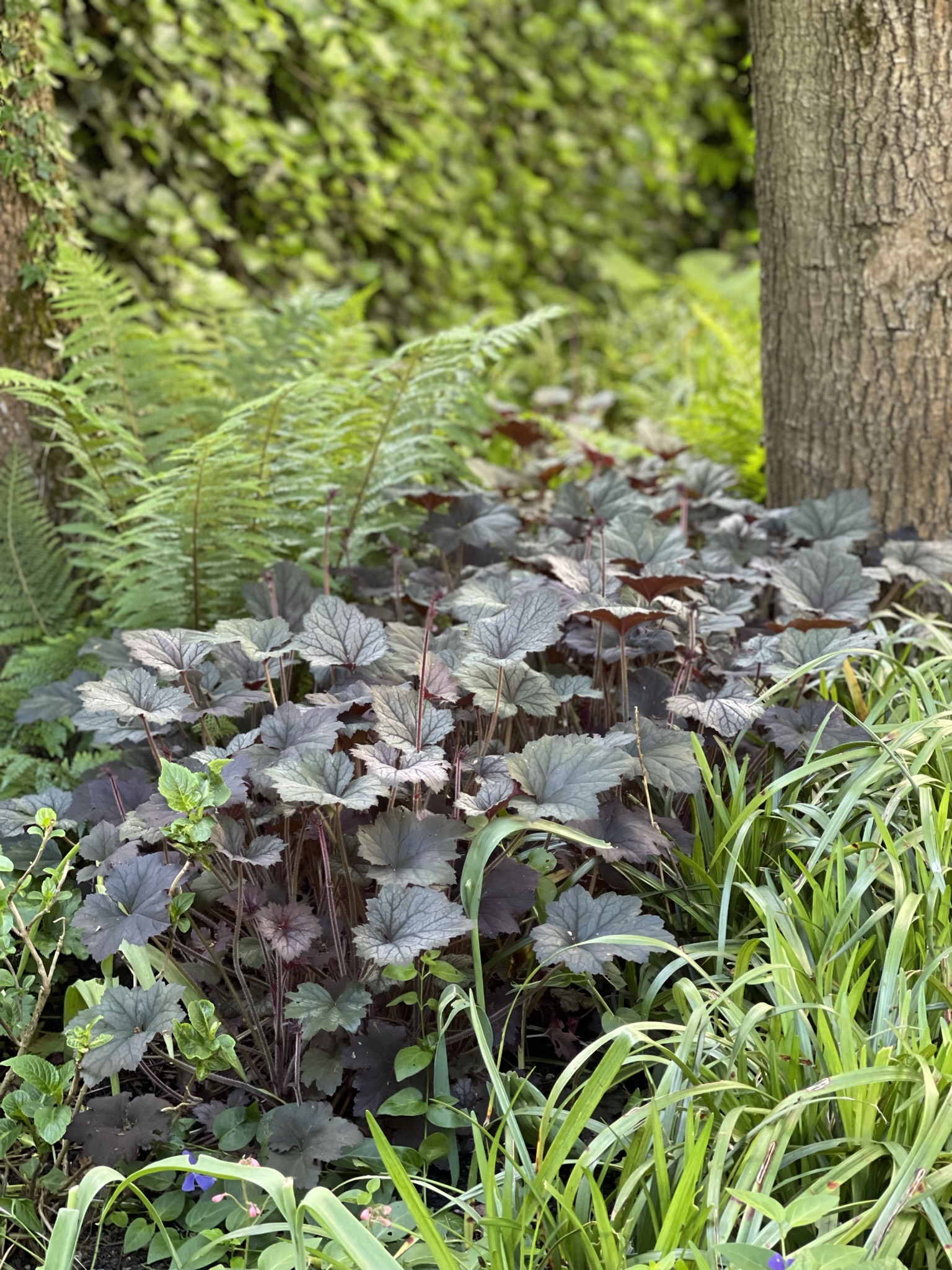 Blüten und kontrastreiche Blattschmuckpflanzen am Gehölzrand