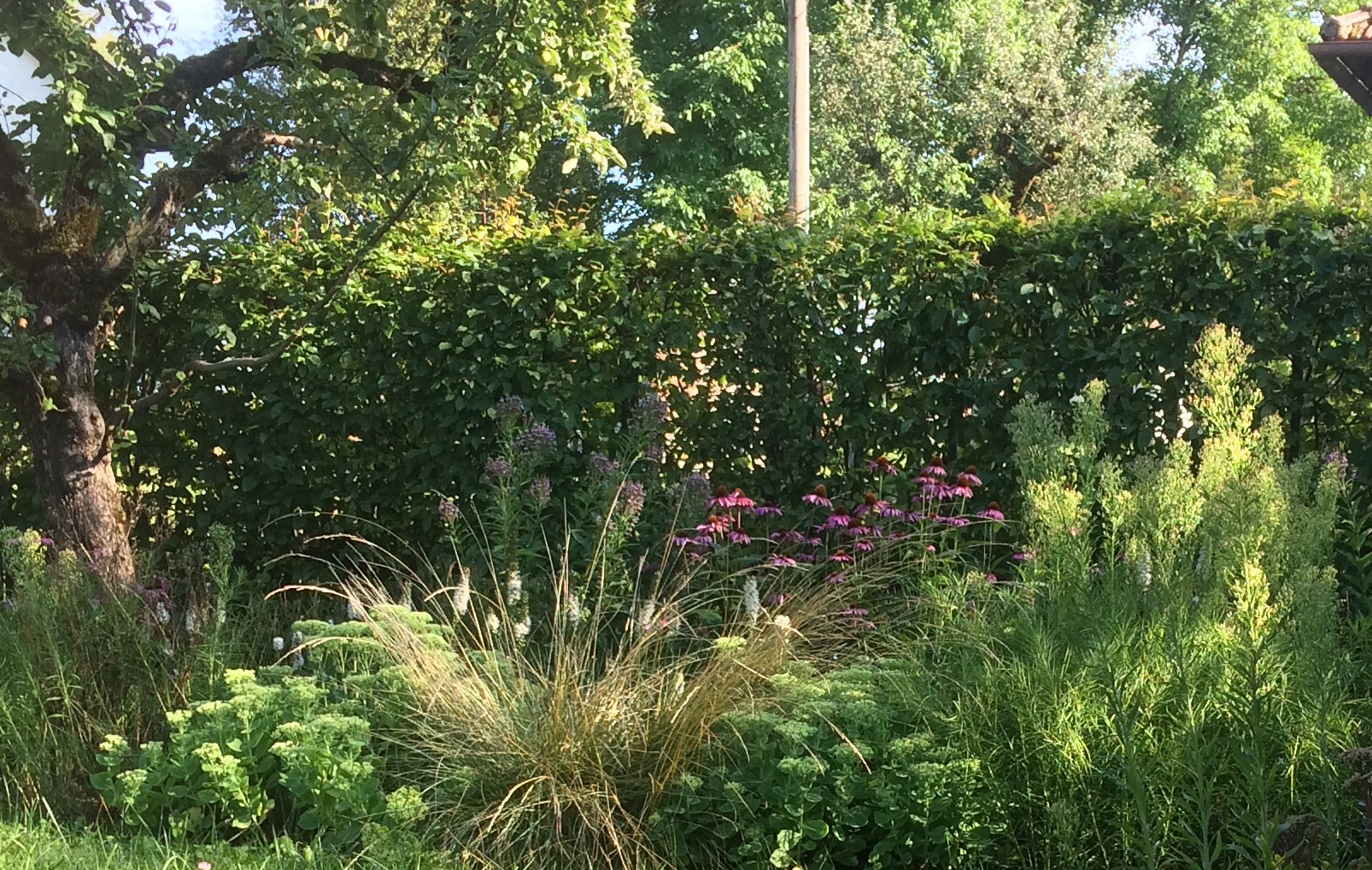 Vielschichtige Staudenpflanzung vor der geschnittenen Hecke im Landgarten