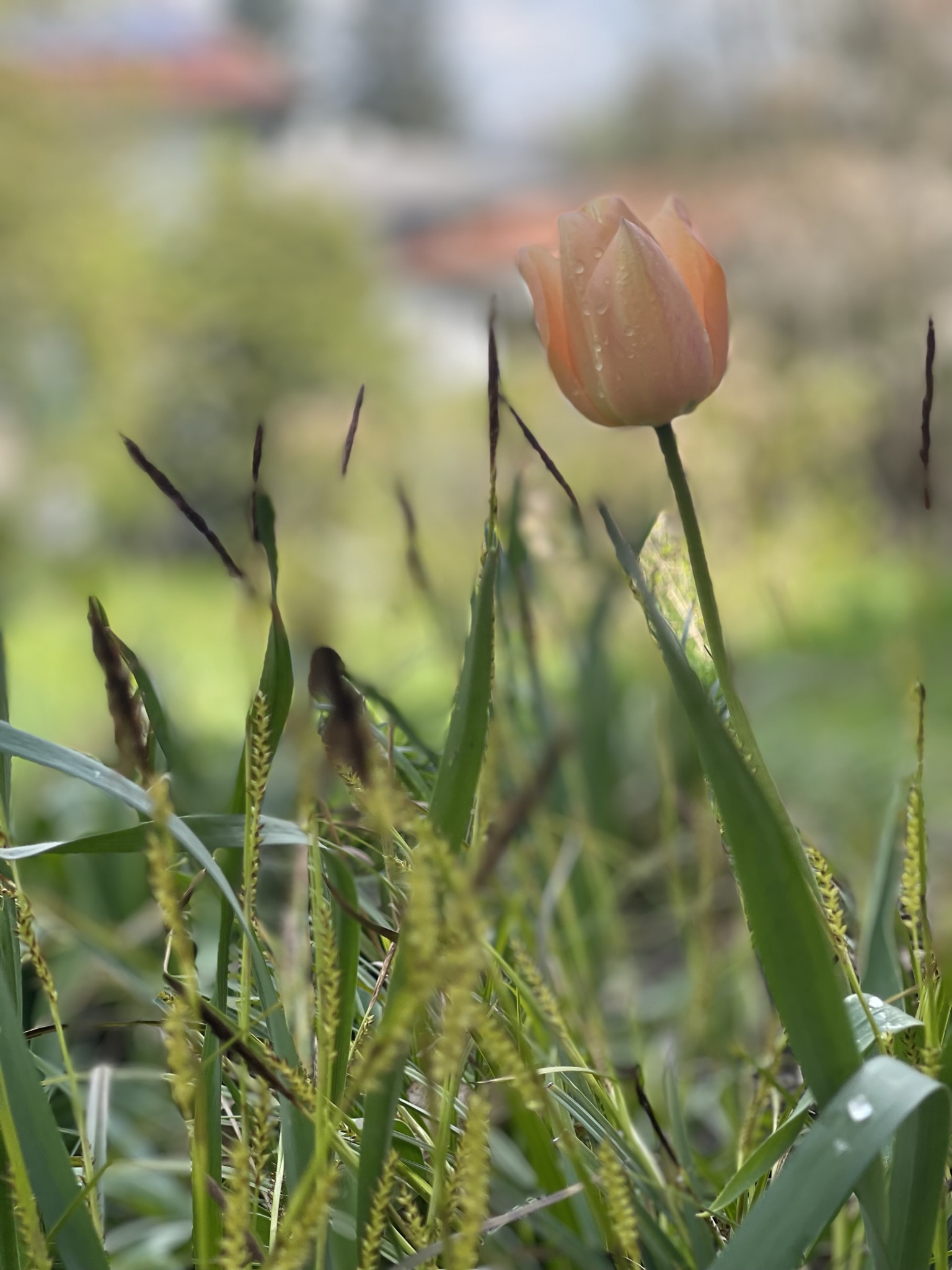 Apricotfarbene Tulpe zwischen Gräsern und feinen Blattstrukturen