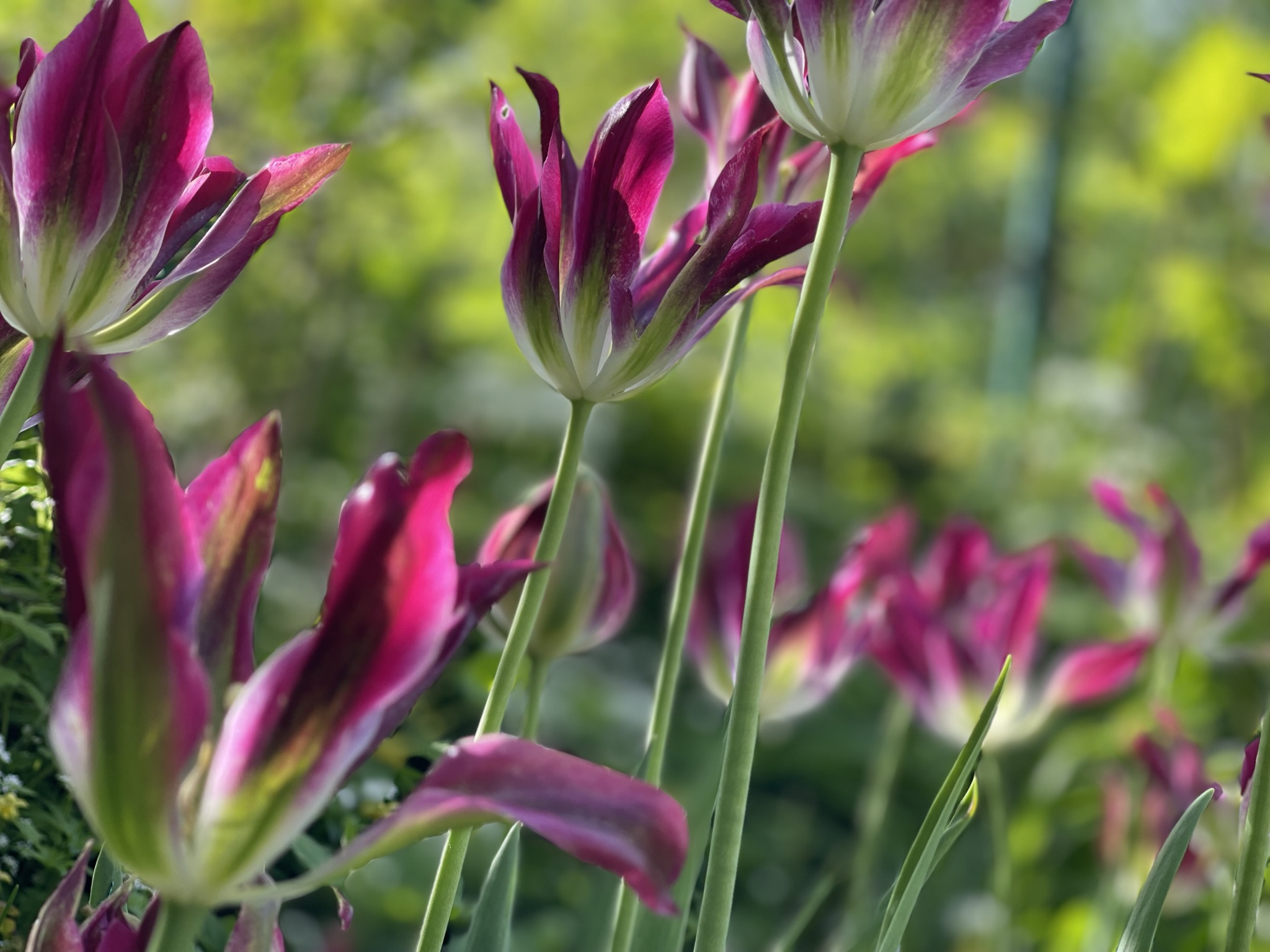 Dunkelviolette Tulpen innerhalb einer vielschichtigen Frühlingspflanzung