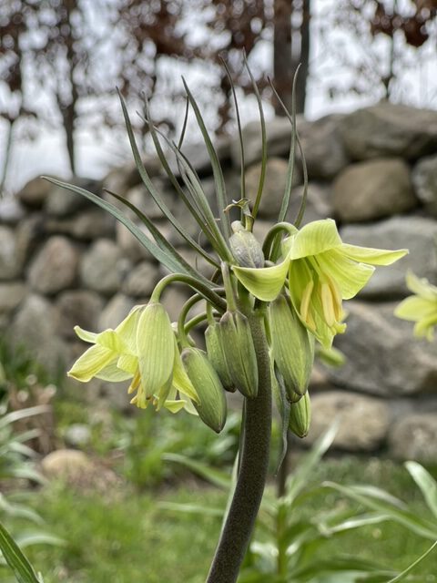 Kaiserkrone vor einer Natursteinmauer im Künstlergarten