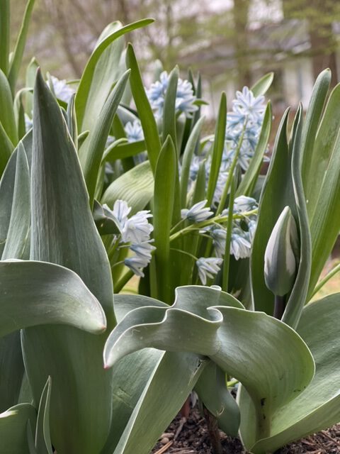 Weiß gezeichnetes Tulpenblatt zwischen hellblauem Muscari