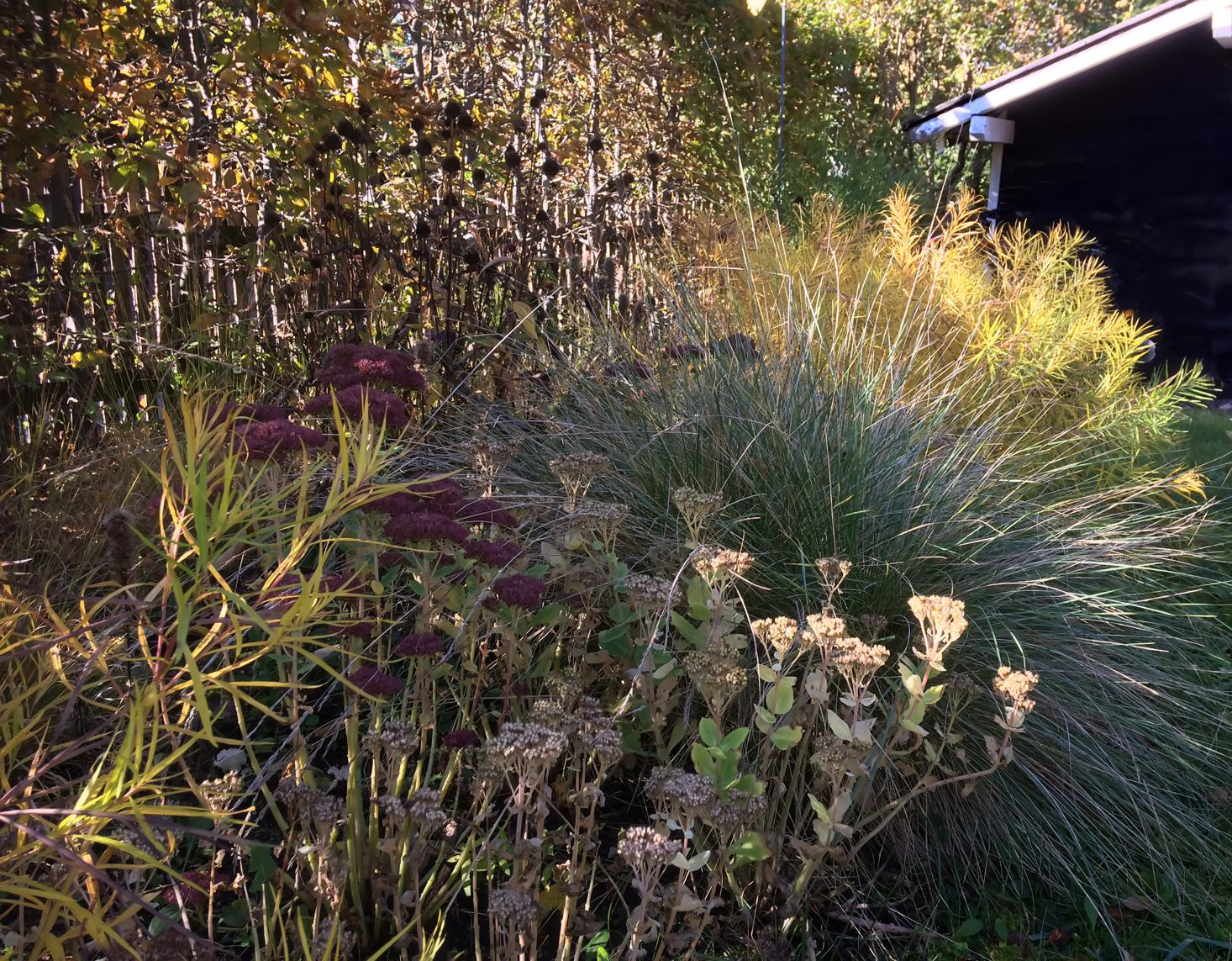 Vielschichtige Herbstpflanzung aus Gräsern, Samenständen, Purpur und Gold im Landgarten