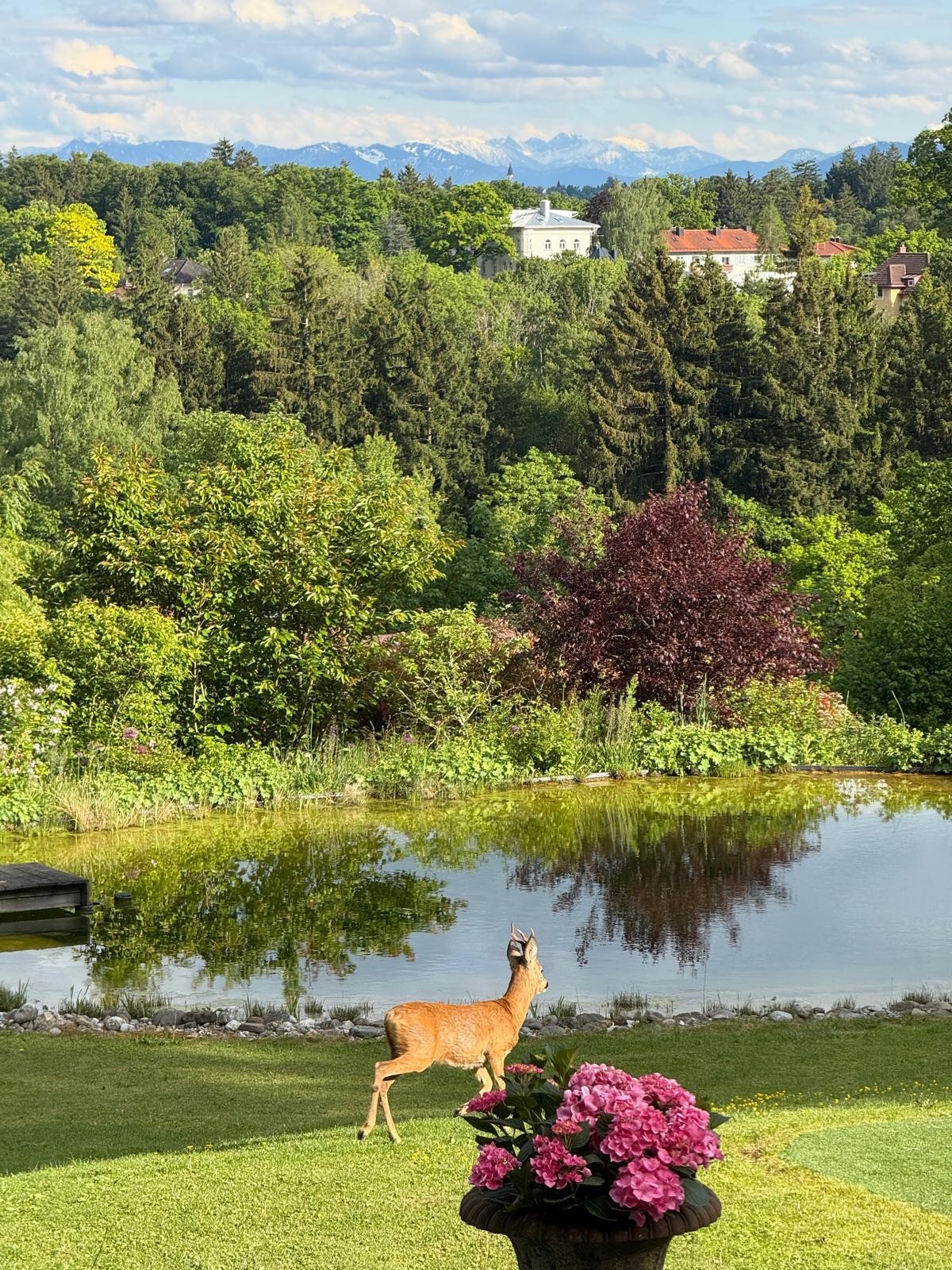 Rehbock am Teich im Starnberger Landschaftsgarten