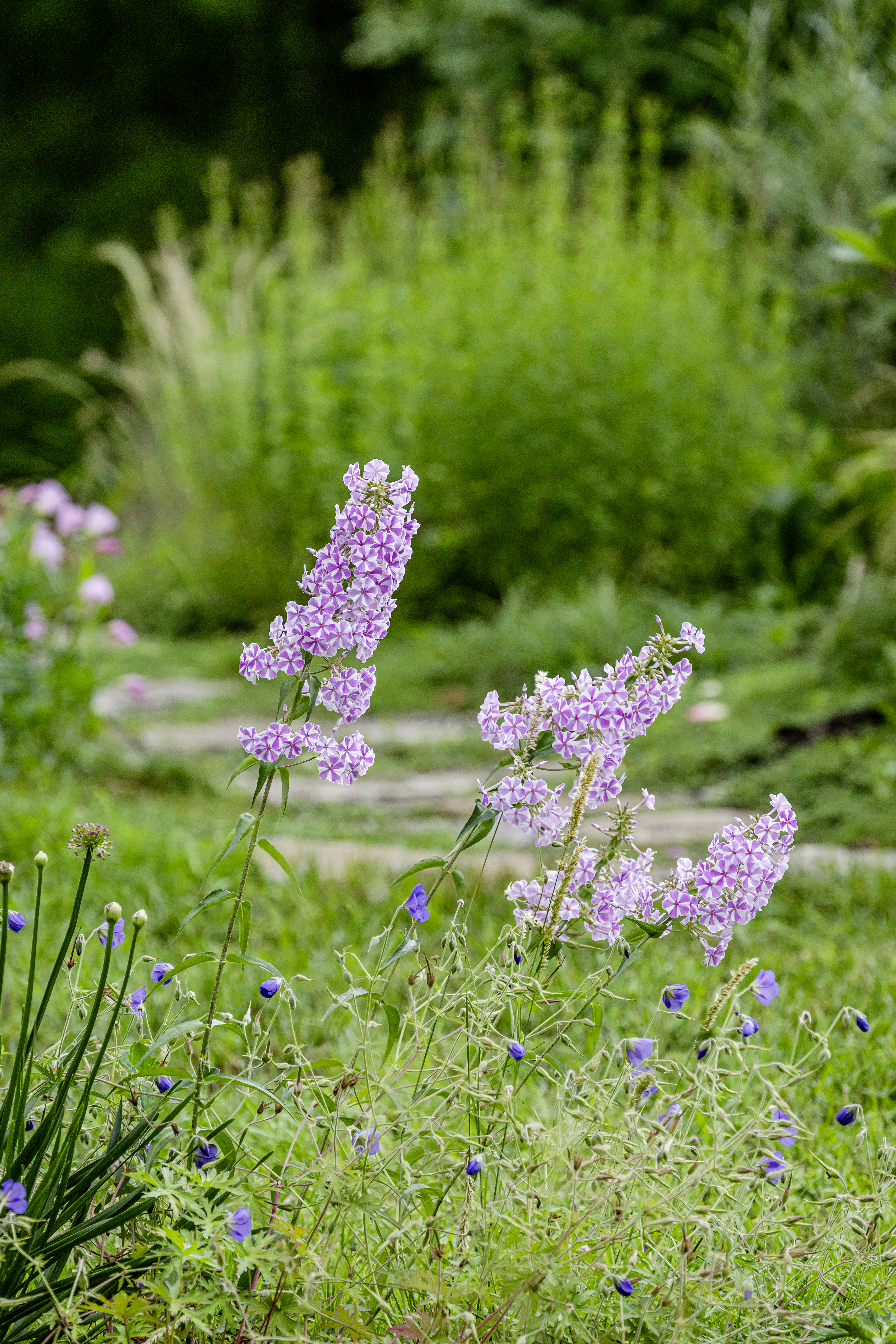 Bewegte Phloxblüten als Pflanzenpersönlichkeiten im Garten