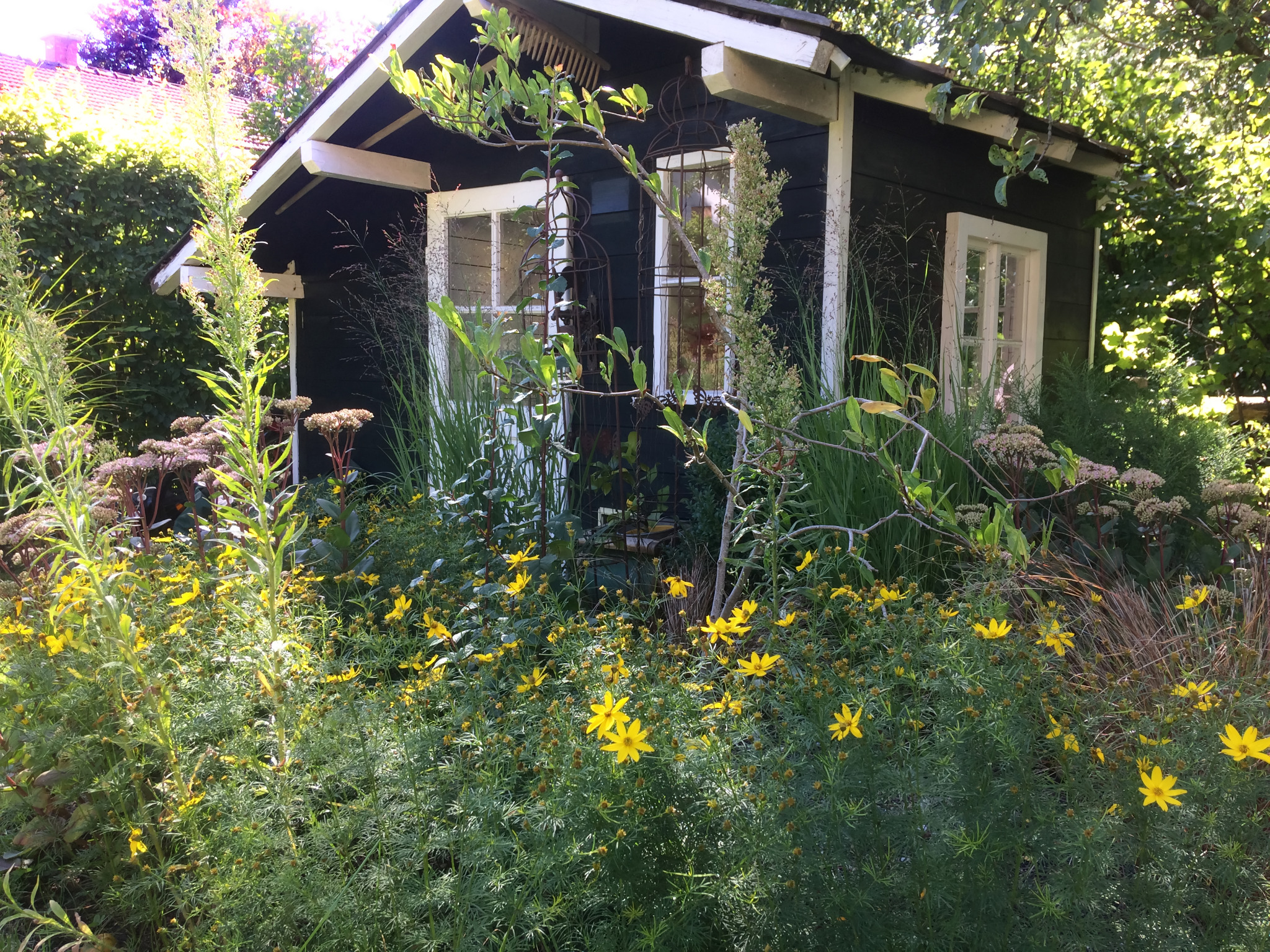 Gelbe Blütenwolke vor dem dunklen Gartenhaus im sommerlichen Landgarten