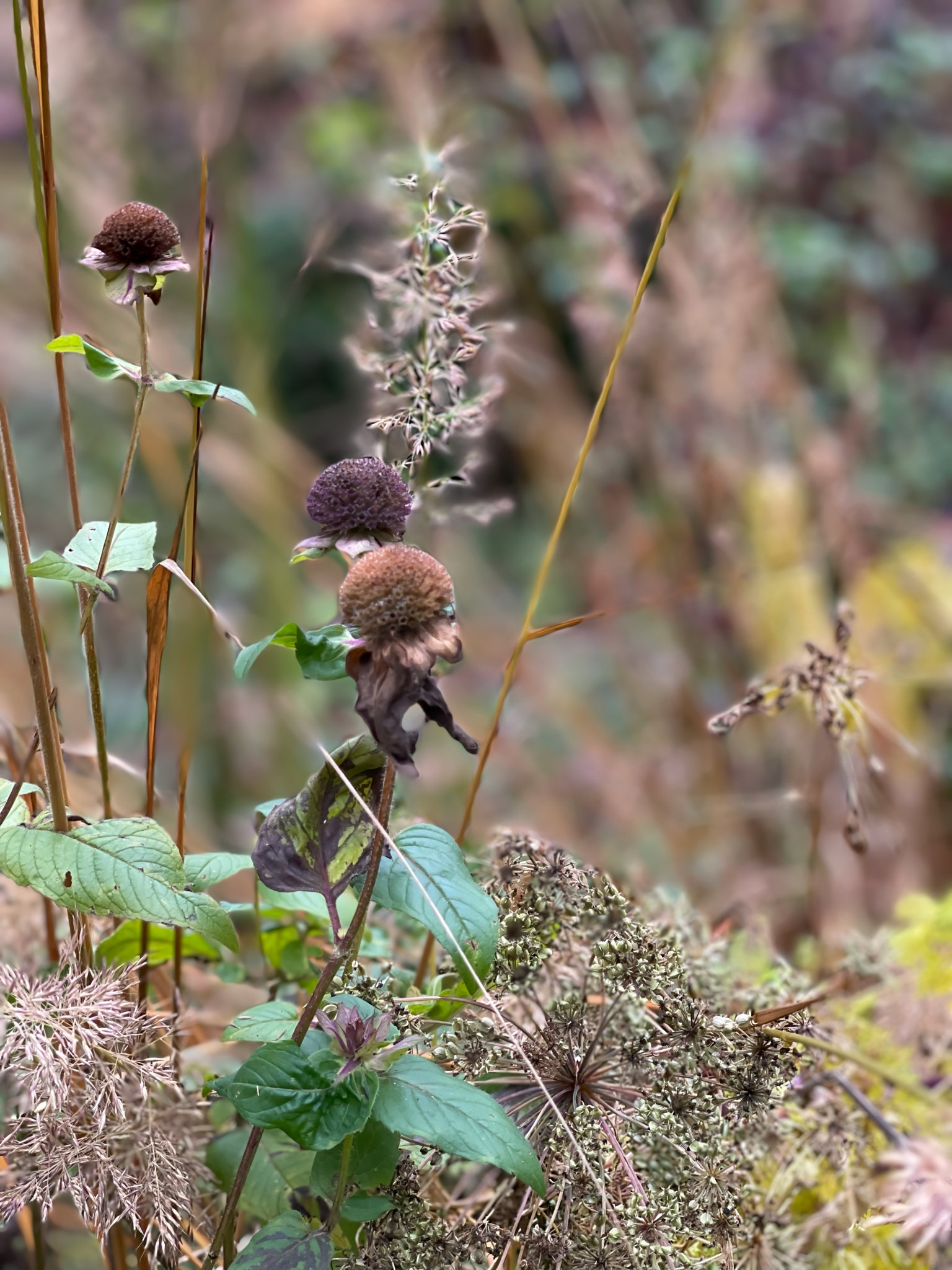 Herbstliche Pflanzung mit Gräsern, Allium und Monarde
