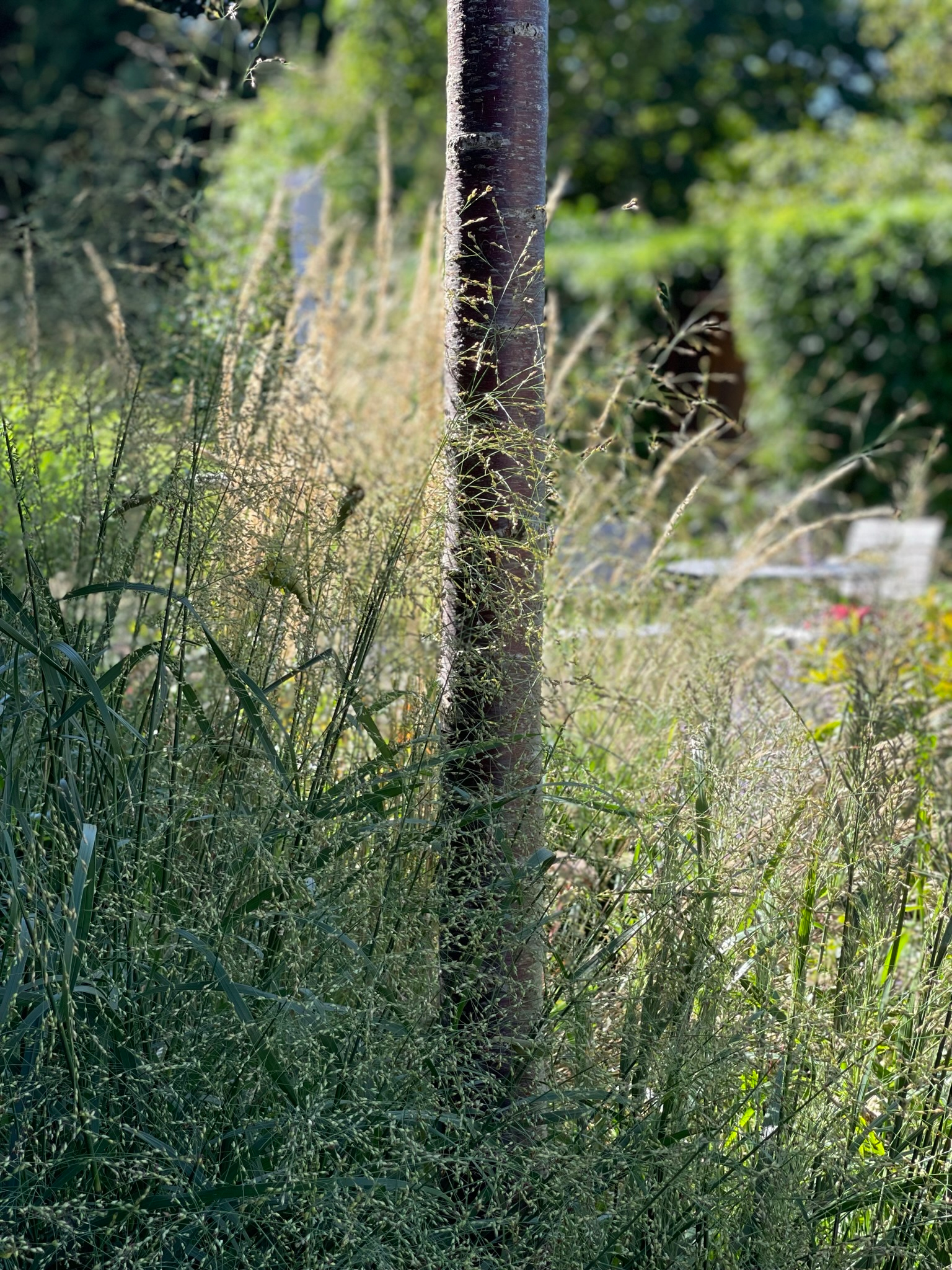 Sommerliche Verdichtung der offenen Gartengrenze durch transparente Gräser
