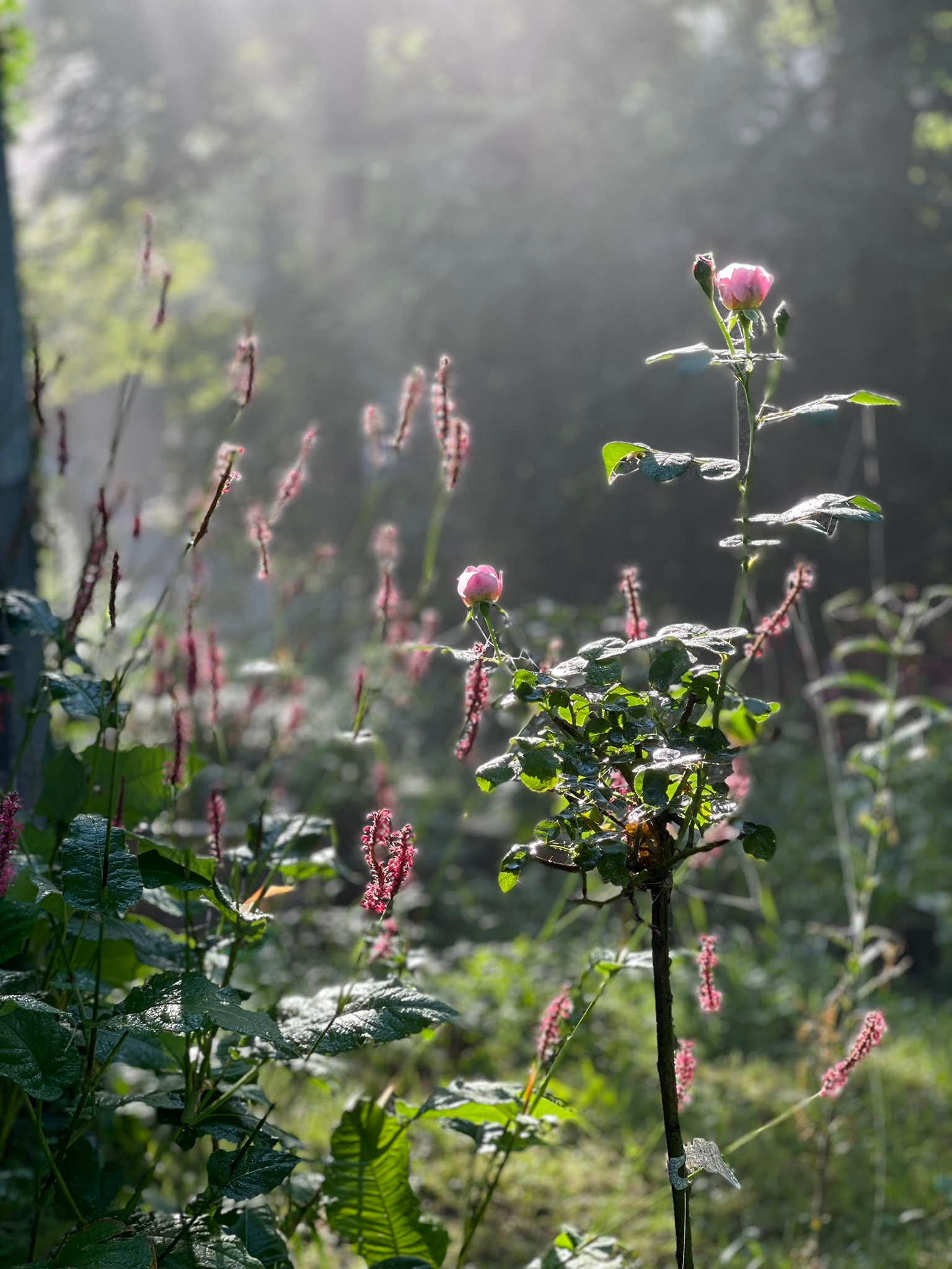 Rosen und Stauden im warmen Gegenlicht