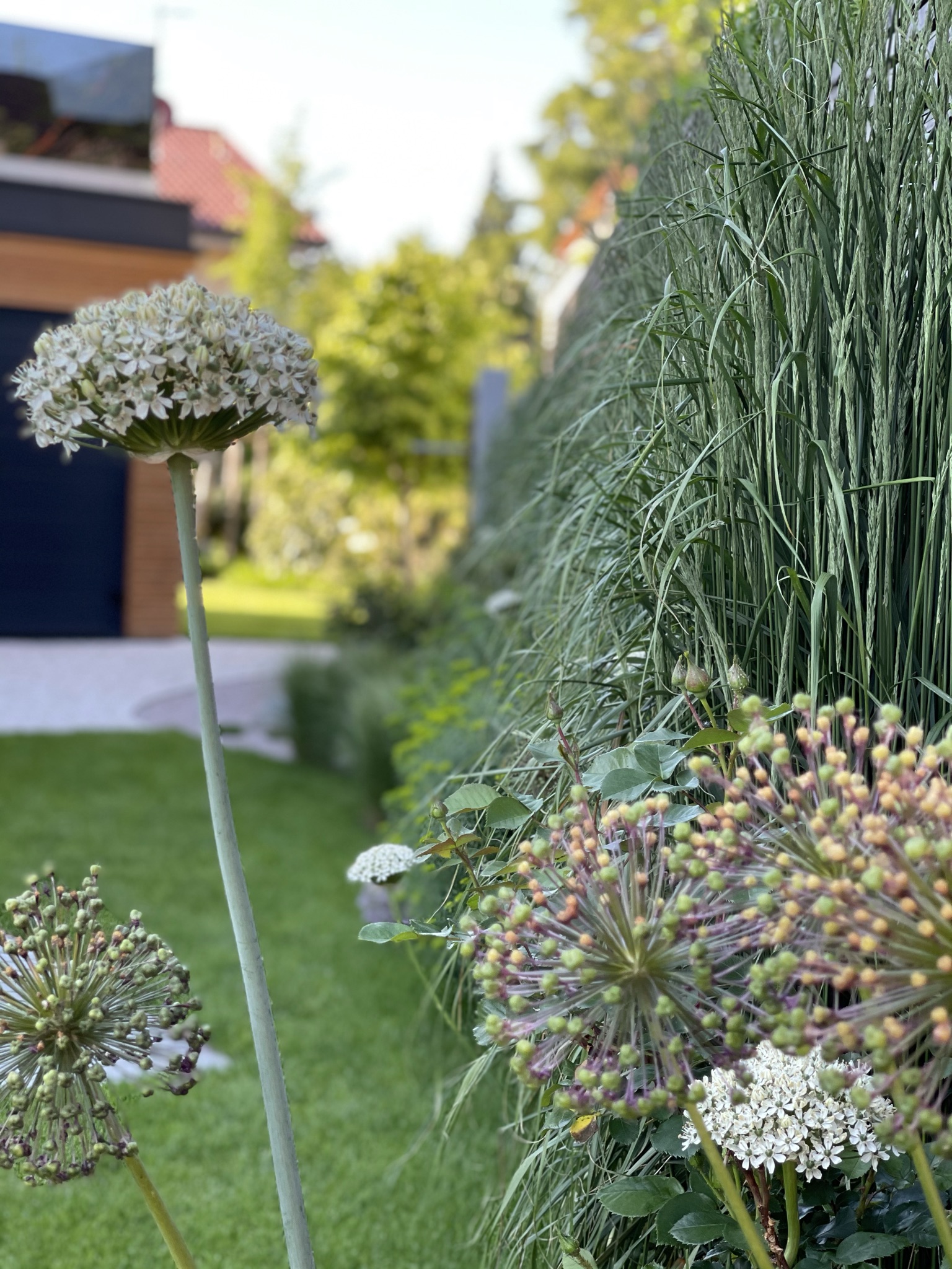 Allium mit Gräsern bei Karwath