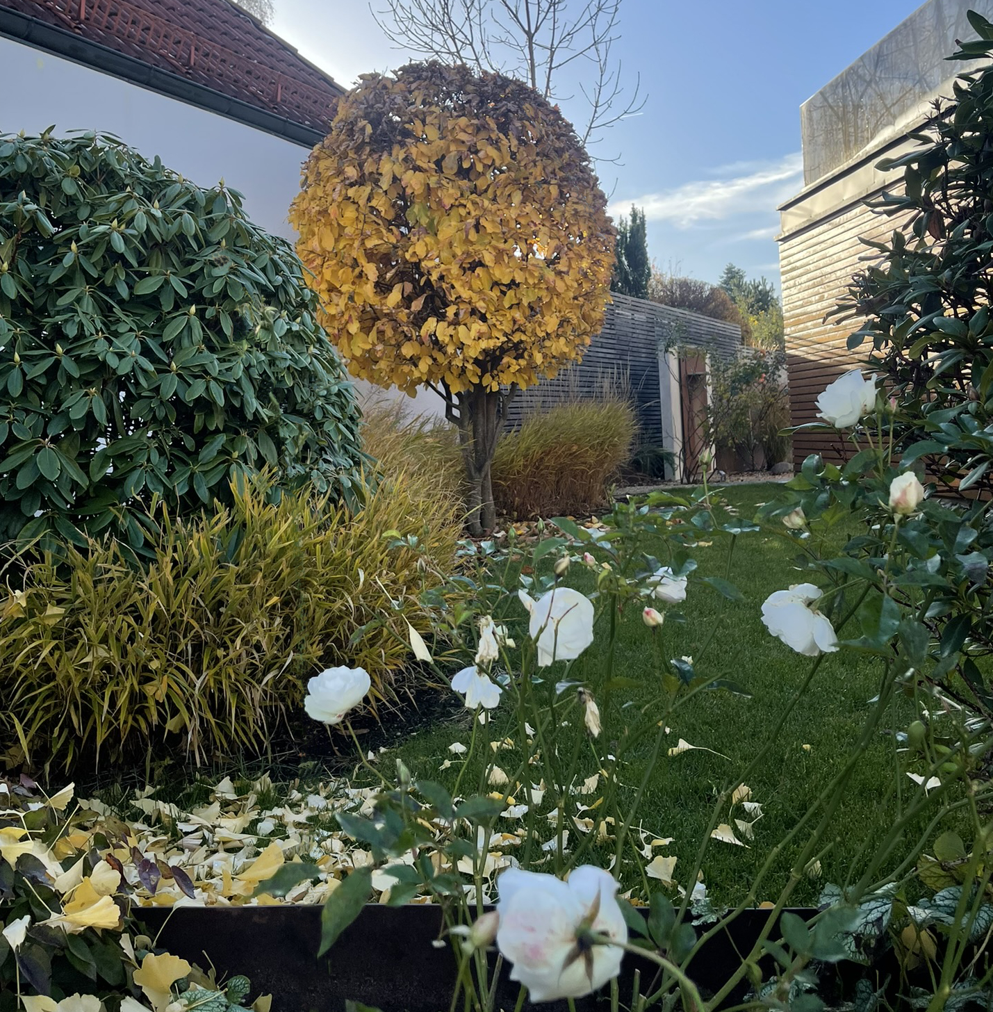 Herbstliche Gartenatmosphäre mit Rosen, Gräsern und goldenem Laub