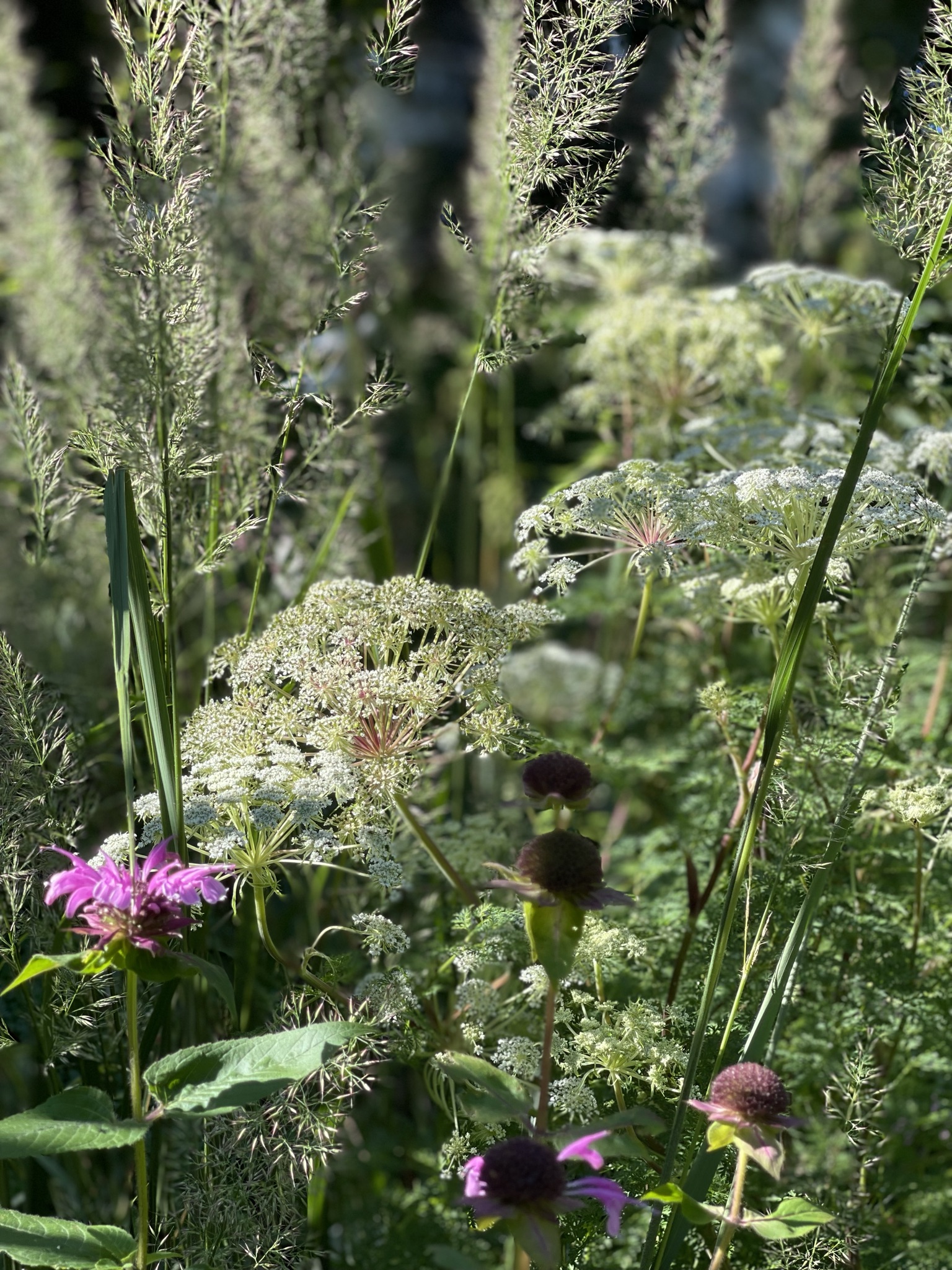 Lichtdurchflutete Pflanzung mit Gräsern, Dolden und Blüten