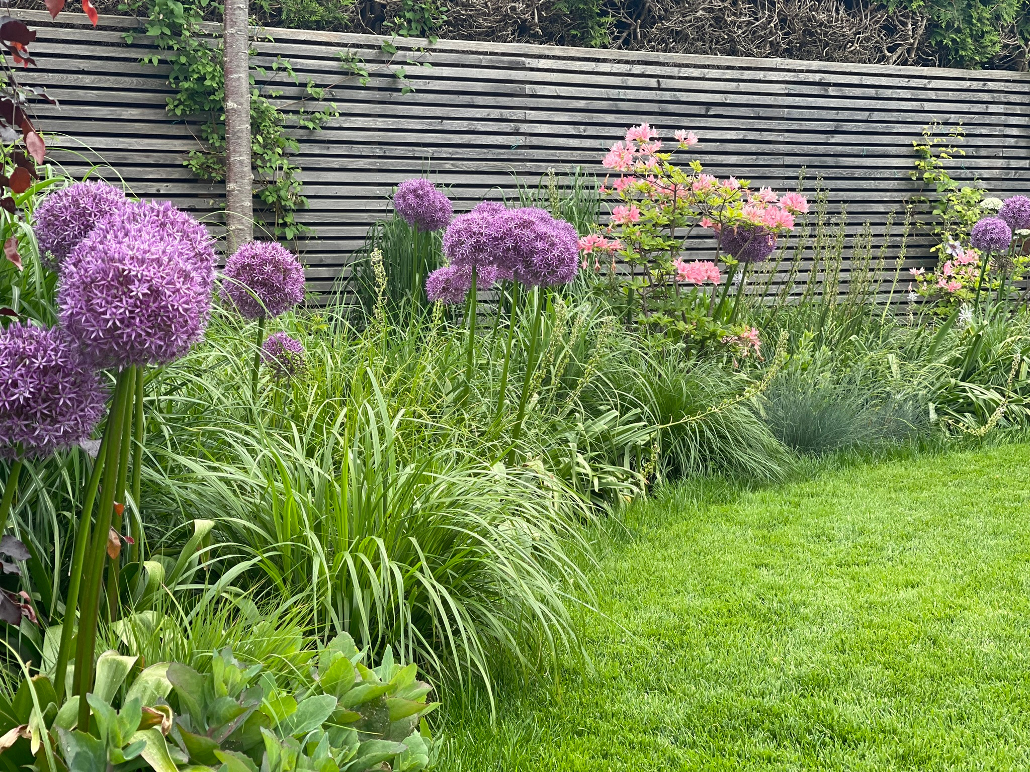 Allium und blühende Gehölze entlang der geschwungenen Rasenfläche im Garten Bayer