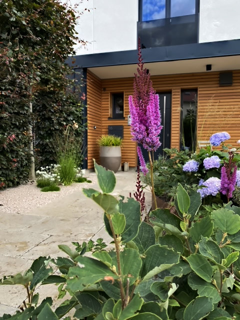 Senkrechte Vorgartenpflanzung mit violetter Astilbe