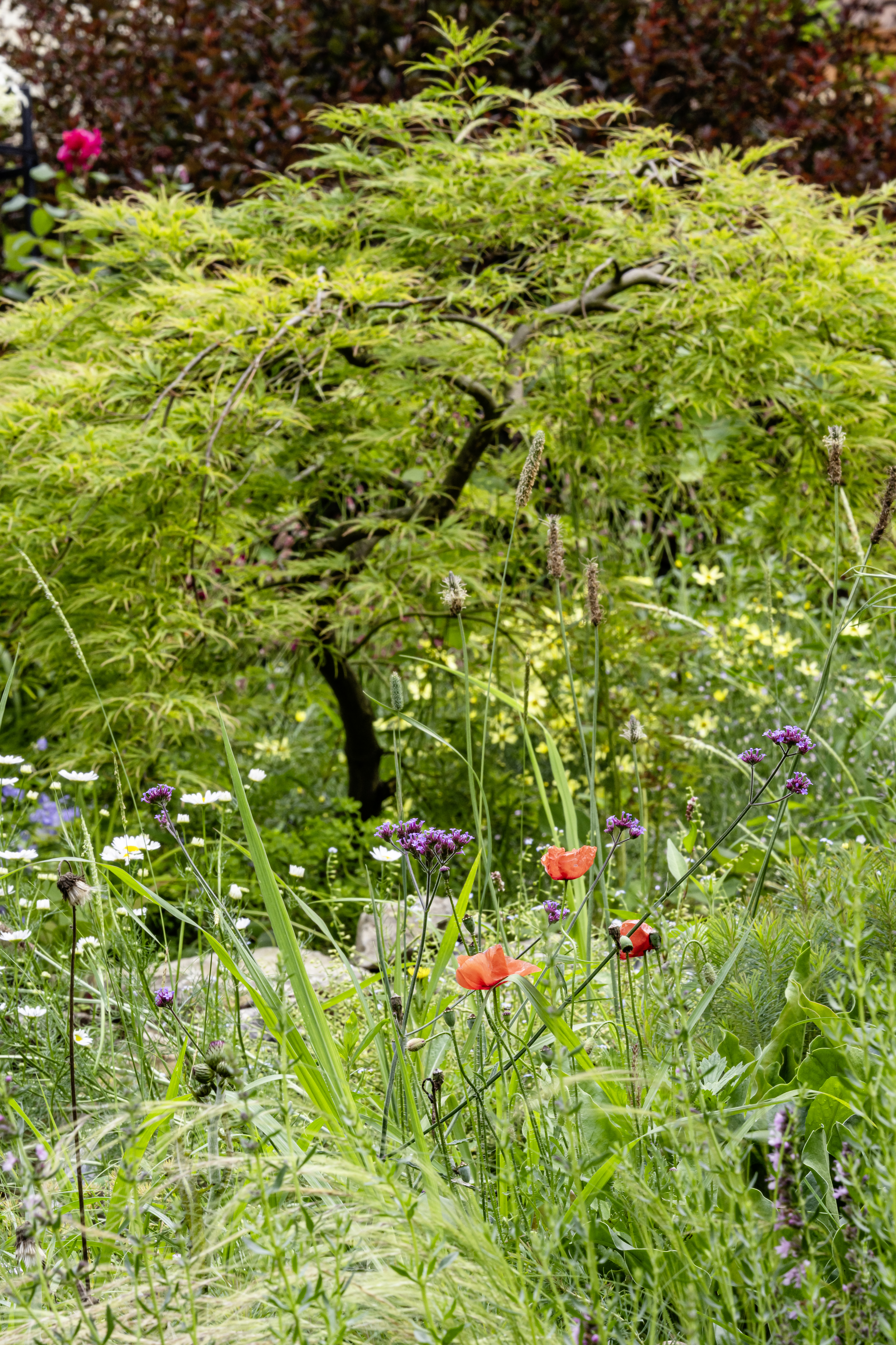Wiesenhafte Pflanzung mit Mohn, Verbene und Gräsern