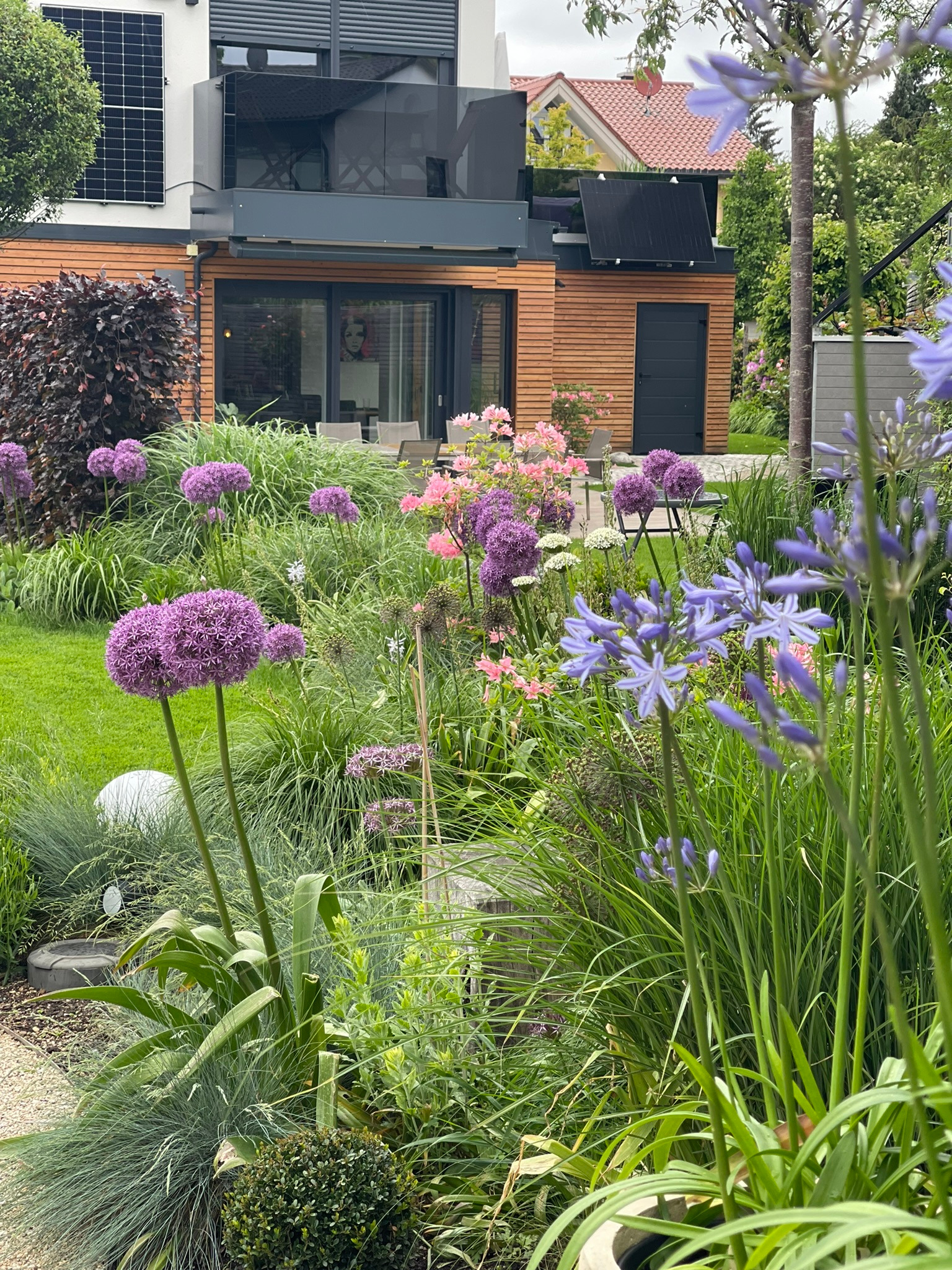 Blütenreiche Pflanzung mit Allium und Agapanthus vor dem Haus im Garten Bayer