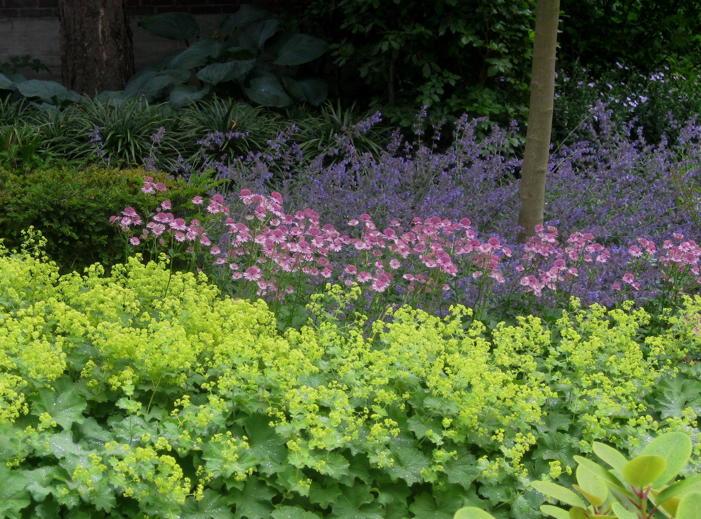 Limettengrüner Frauenmantel und rosa Sterndolden vor violetten Blüten