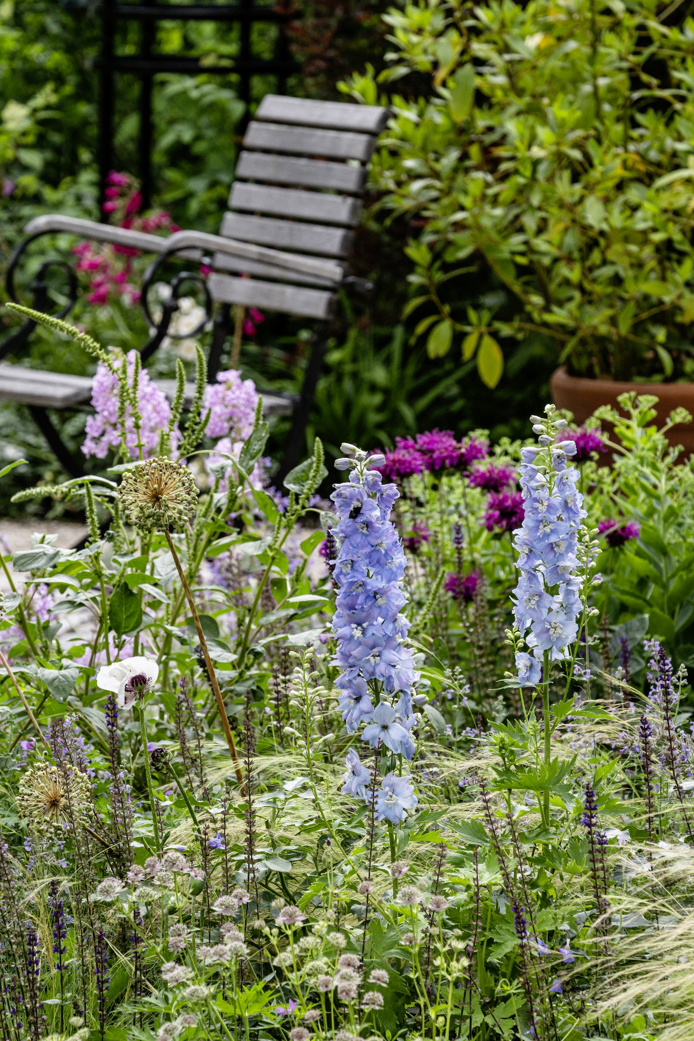 Hellblauer Rittersporn zwischen Gräsern und Stauden im Garten in Windach
